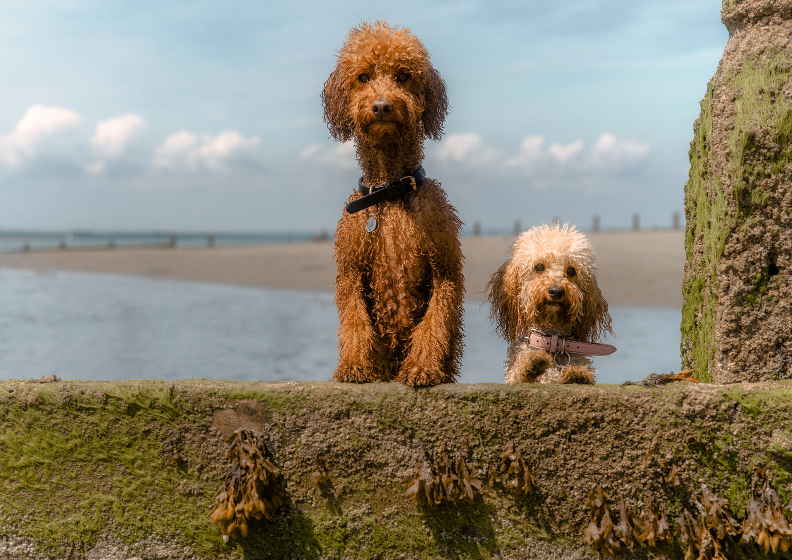 Two dogs on an adventure by the sea