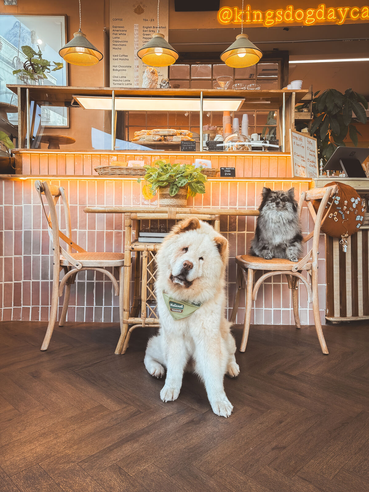 King Louie the Chow Chow in the King's cafe