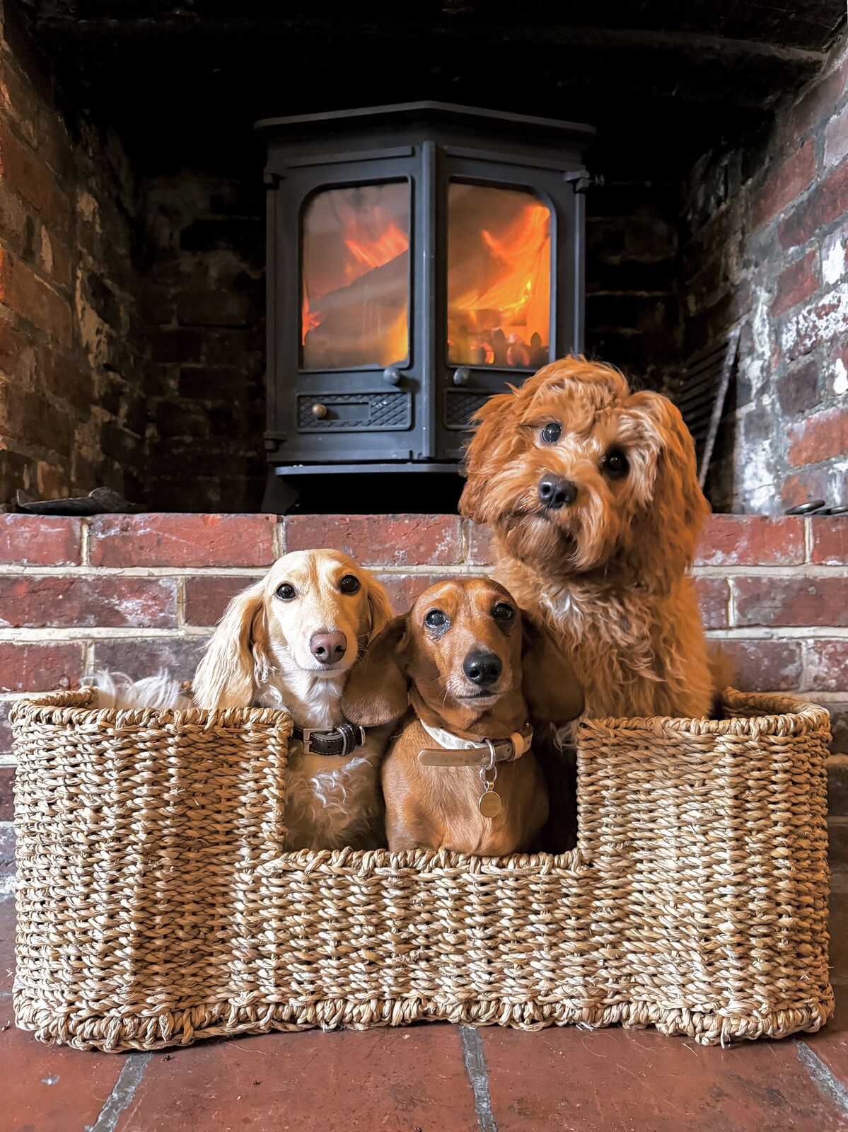 Three small dogs in a basket by the fire at The Five Bells
