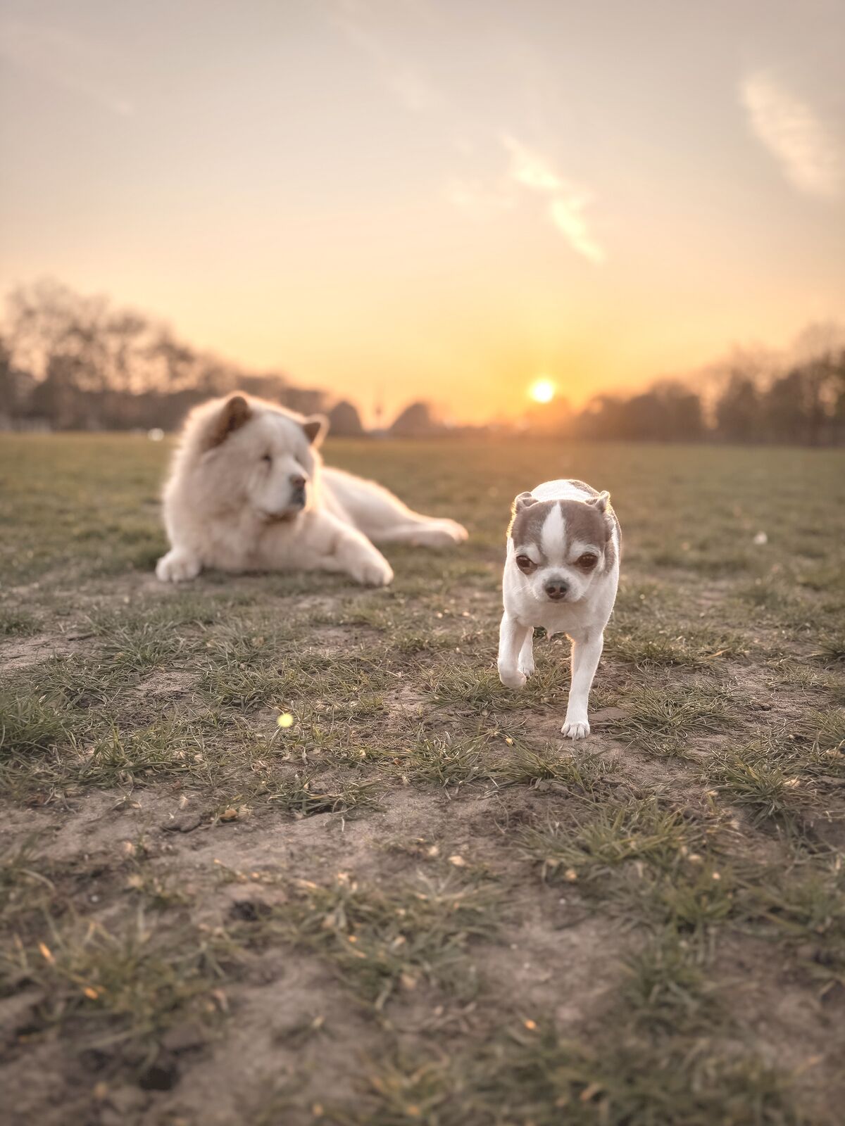 King Louie and a small dog in the park at sunset
