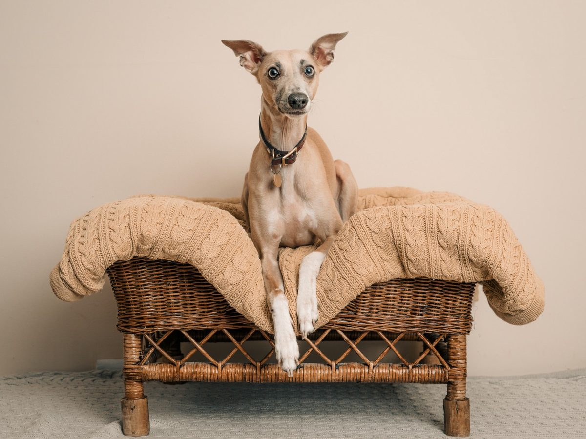 Dog portrait of a small sighthound sitting on a wicker bed