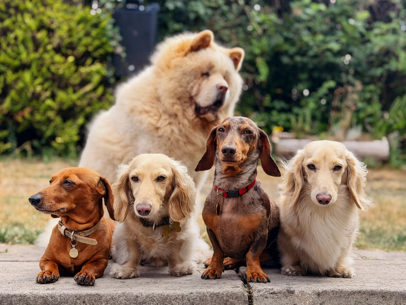 Small-breed dogs in the garden at King's Dog Daycare on Fulham Road, serving Belgravia