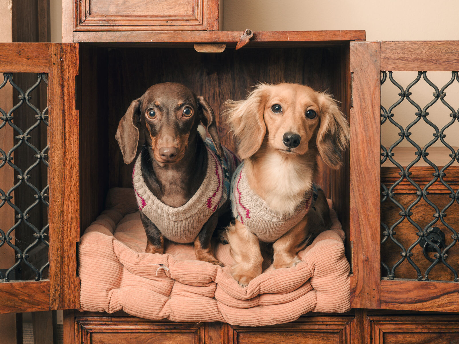 Small-breed dogs snuggled in a cabinet bed at King's Dog Daycare on Fulham Road, serving Fulham